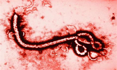 Ebola In Pakistan How To Find And Deal With Deadly Ebola Virus