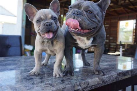 2 red blue fawn french bulldog puppies, both female both outgoing beautiful natures blue eyes tight feet good open nostrils champagne colour when mature pad trained eating ava puppy. French bulldog blue fawn for Sale in Fresno, California ...