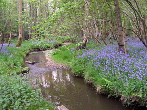 Stream Through Bluebell Woods At Moor © Jim Champion Geograph