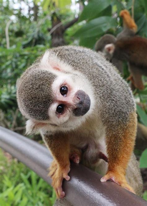 17 Best Images About Squirrel Monkeys On Pinterest