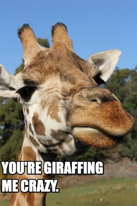 25 Giraffe Quotes Funny Pictures Images And Graphics Quotesbae