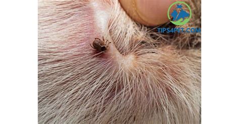 Blood Blister Dogs Tips4pet