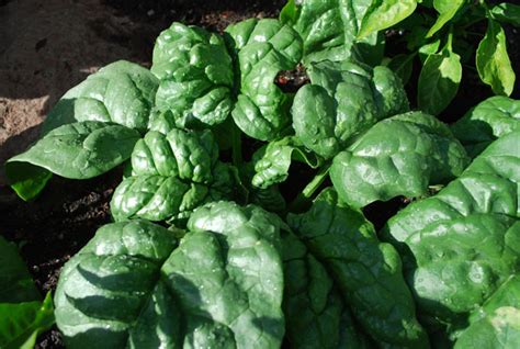 Buy spinach seeds online in india. Spinach Varieties, Types of Spinach, Varieties of Spinach