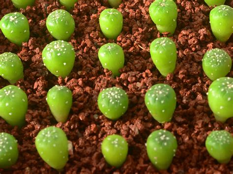 How To Grow Cactus From Seed