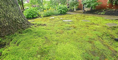 We did not find results for: Unique gardens that take the path less travelled - Star2.com
