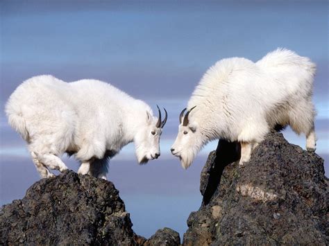 Mountain Goats Animal Facts And Information All Wildlife