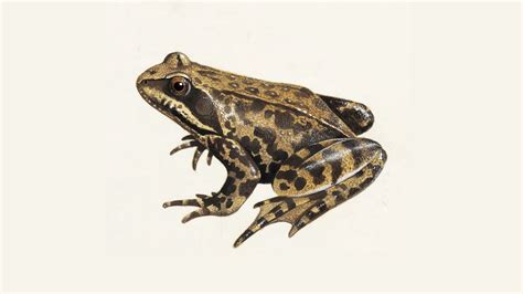 Frogs do not chew, so all of their prey is swallowed whole. Common Frog | What Do Frogs Eat & other Frog Facts - The RSPB