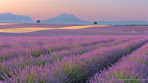 Hd Wallpaper Lavender Fields Valensole Provence France Europe