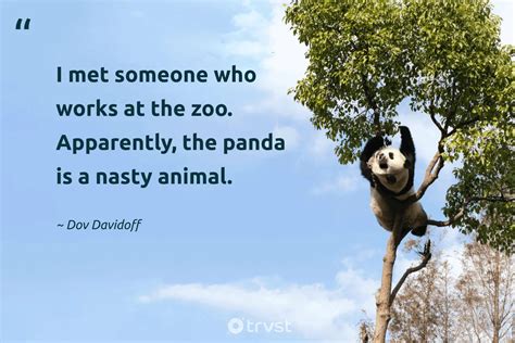 20 Panda Quotes About The Adorable Bear Of China