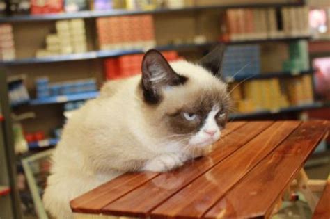 Grumpy Cat Table Blank Meme Template Imgflip