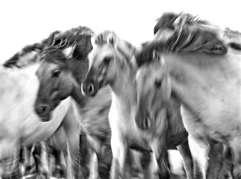 Wallpaper Horse Nationalpark Naturereserve Herd Gallop Paard