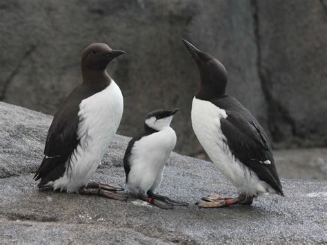 Guillemot Chicks Leap From Their Nest Risking Life And Limb Before