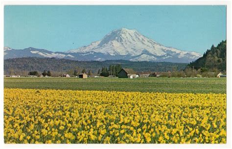 Puyallup Valley Washington C1950s Mt Rainier Daffodil Fields