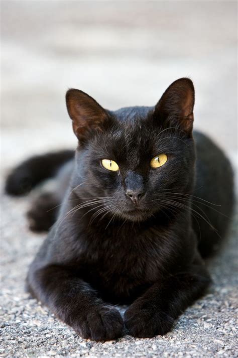 Black Cat And Golden Eyes 😍👀 Cute Black Cats Cats Pretty Cats