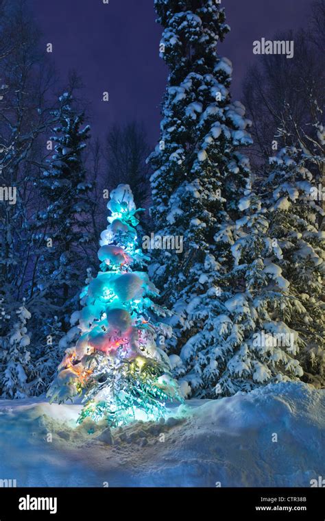 Snow Covered Lit Christmas Tree On The Edge Of A Forest At Dusk