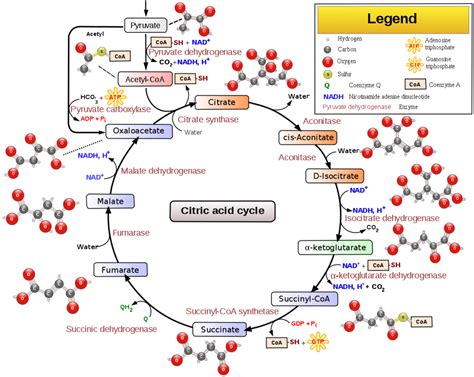 Krebs Cycle Tca Cycle Citric Acid Cycle Diagram Quizlet