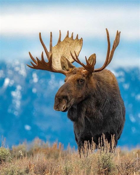 Majestic Moose In Canada Animals Wild Animals Moose Painting