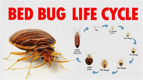 The Life Cycle Of Bed Bugs Youtube