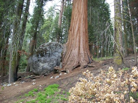 Giant Sequoia Grown Into A Boulder Sequoia Kings Canyon Tree