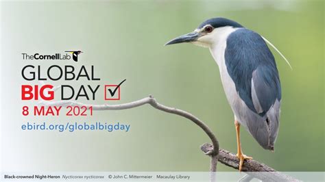 Gysd is a day of service and solving community problems, so we want the logo to. Global Big Day—8 May 2021 - North Carolina Bird Atlas