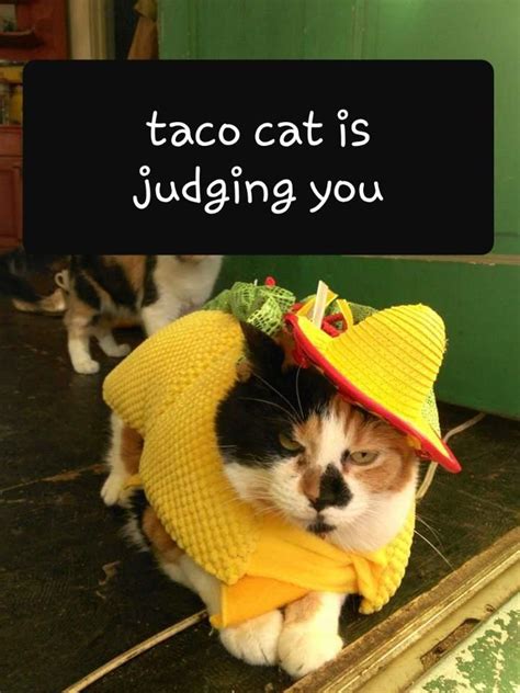 Taco Cat Cats Funny Animal Memes