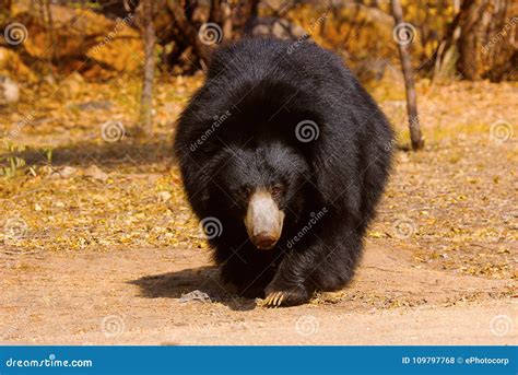 Urso De Preguiça Ursinus Do Melursus Santuário Do Urso De Daroji