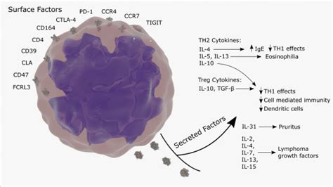 The Immunopathogenesis And Immunotherapy Of Cutaneous T Cell Lymphoma