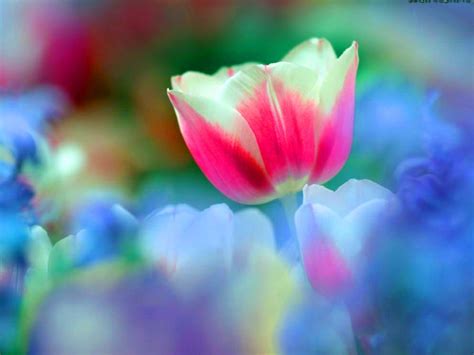Spring Colorful Flowers Leaves Rainbow Twitter Backgrounds
