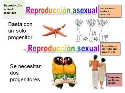 Tipos De Reproducción Reproduccionsex