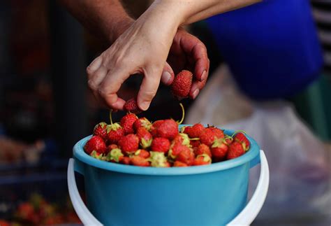 The Secret Sex Lives Of Strawberries Realclearscience