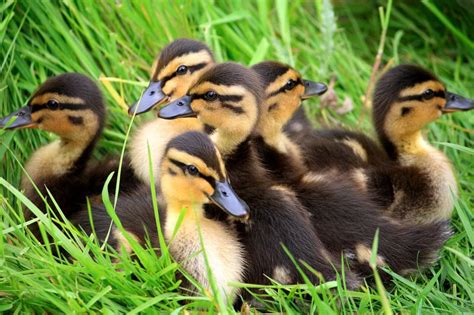 Types Duckling Breed Identification Chart