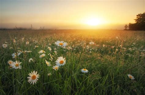 Daisies In The Field At Sunrise Meadow With Flowers And Fog At Sunset