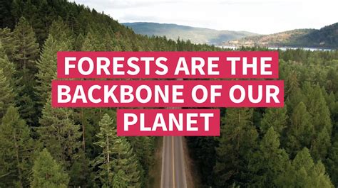 International Day Of Forests Resources To Take A Bold Step Towards