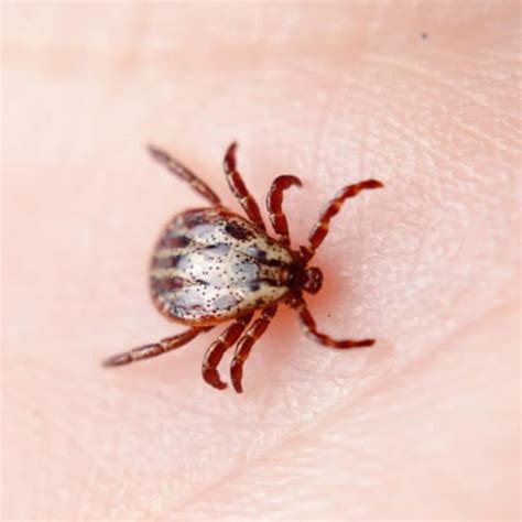 Ticks Vs Bed Bugs Your Guide Green Pest Solutions