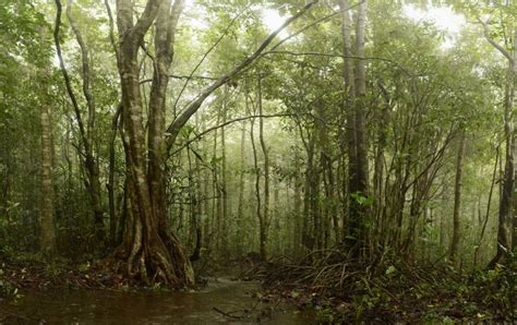 Monsoon Forests The Tropics Little Known Lands Of Extremes