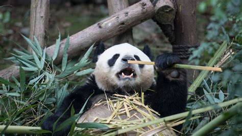 Giant Pandas No Longer Endangered But Still Vulnerable Says China