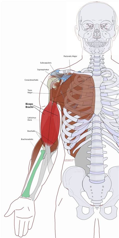 Biceps Brachii Functional Anatomy In 2021 Biceps Brachii Biceps