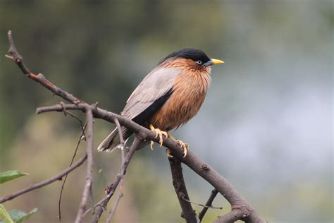 Brahminy Starling Sturnus Pagodarum Photo