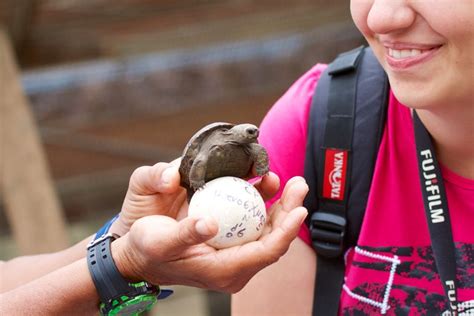 123 Baby Giant Tortoises Stolen From Galápagos Breeding Center