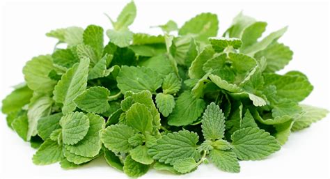 Micro Mint Lavender Information And Facts