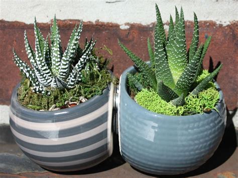 What is the easiest way to care for them. How to Grow and Care for Zebra Plants | Zebra plant ...
