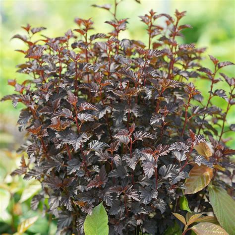 Physocarpus Opulifolius Summer Wine Black Ninebark Siteone