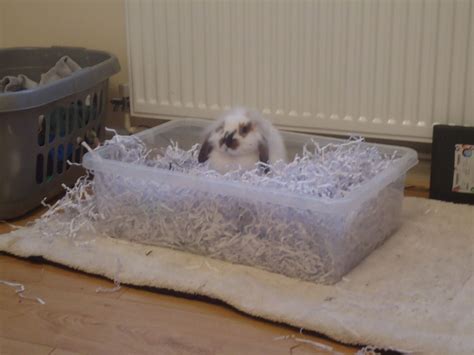 Dig Box With Shredded Paper Rabbits United Forum Pet Bunny Rabbits