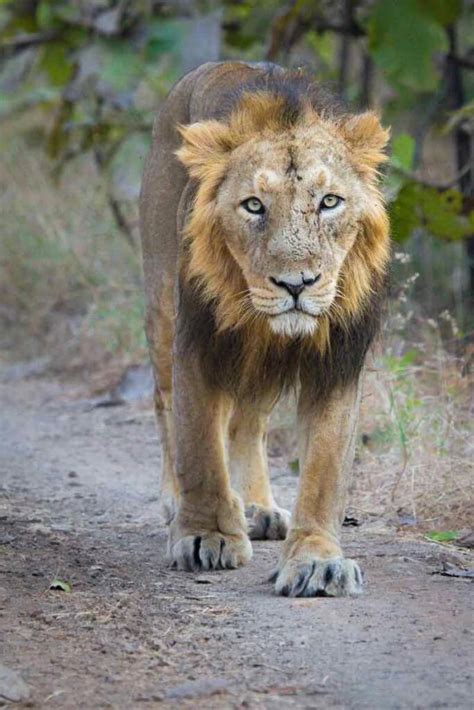Asiatic Lion The Pride Of Gujarat WildTrails Recent Sightings