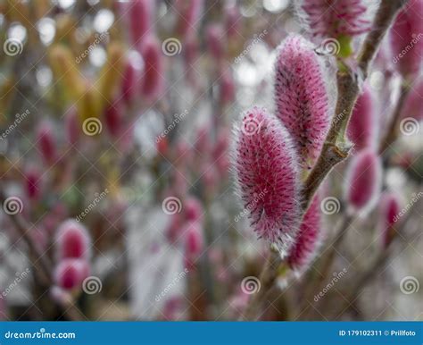 Red Willow Catkins Stock Image Image Of Detail Goat 179102311