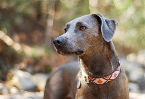 Blue Lacy Information Health Pictures And Training Pet Paw