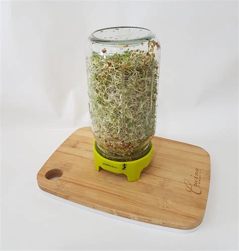Sprouting Jar Be Free Grocer