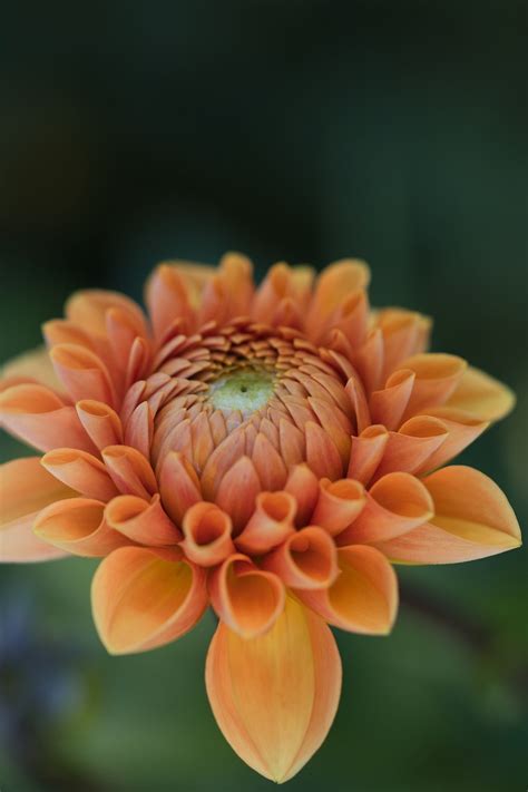 Dahlia Flower Plant Orange Free Photo On Pixabay Pixabay