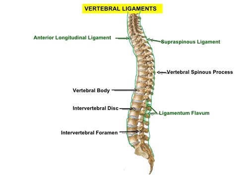 Anterior Longitudinal Ligament Of The Human Spine Lumbar Vertebral