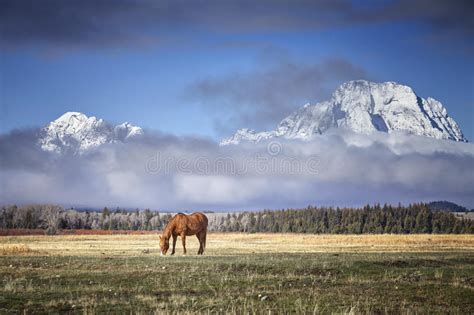 Grazing Horse In The Grand Teton National Park Wyoming Usa Stock
